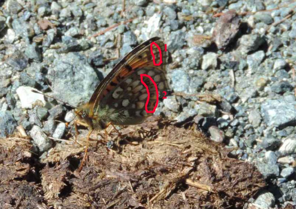 Argynnis adippe? - No, Argynnis (Fabriciana) niobe